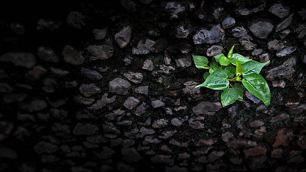 Eco-friendly hardwood charcoal burning with minimal smoke.