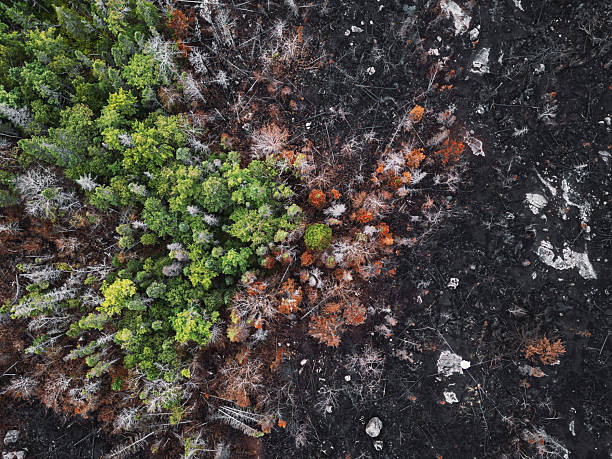 Eco-friendly charcoal produced sustainably.