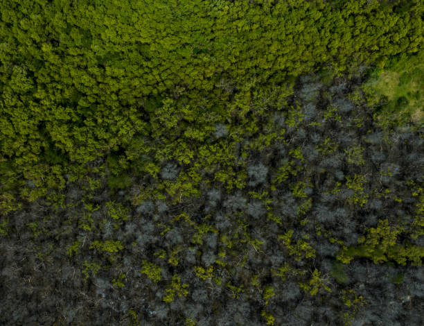 Eco-friendly charcoal produced sustainably.